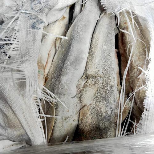 谷茂 印尼鲨鱼去头海捕水产鱼类海鲜冷冻品厂家批发一手货源